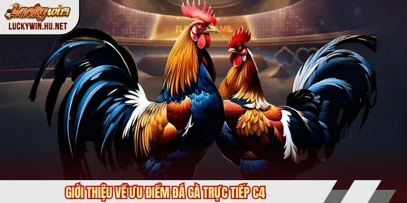 Giới thiệu về ưu điểm đá gà trực tiếp C4